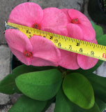 Euphorbia Milii LADY VALENTINE Crown of Thorns Corona De Cristo Poysean Thai Hybrid