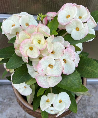 Euphorbia Milii SILVER BELL Crown Of Thorns  Poysean Corona De Cristo