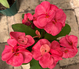 Euphorbia Milii GOOD LUCK Corona de Cristo Corona de Cristo Succulent Tropicals
