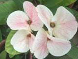 Euphorbia Milii PINK FAIRY Crown of Thorns Corona de Cristo Rare