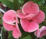 Euphorbia Milii PINK FAIRY Crown of Thorns Corona de Cristo Rare