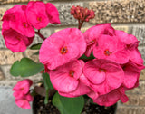 Euphorbia Milii GOOD LUCK Corona de Cristo Corona de Cristo Succulent Tropicals