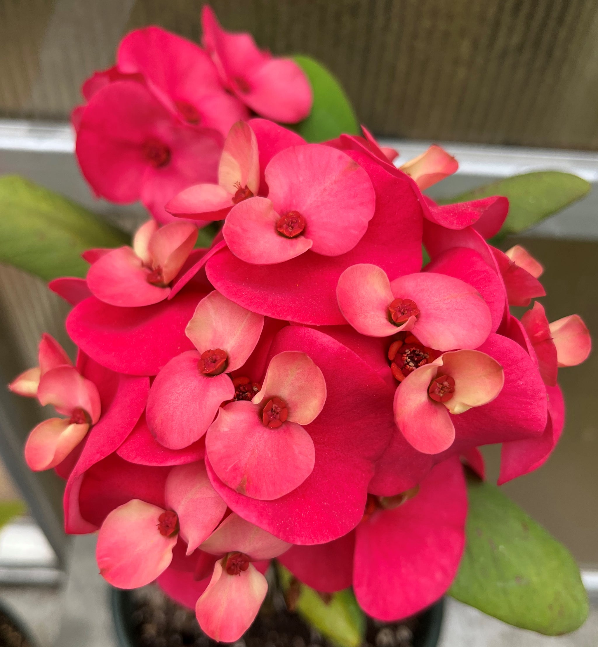 （◎＿◎；）★ Euphorbia milii v. rossii ★ユーフォルビア★★★C★ ◎＿◎；）☆ Euphorbia milii v. rossii ☆ユーフォルビア