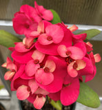 Euphorbia Milii LADY VALENTINE Crown of Thorns Corona De Cristo Poysean Thai Hybrid