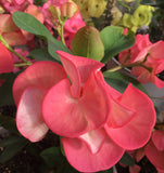 Euphorbia Milii PINK PASSION Crown of Thorns Corona de Cristo