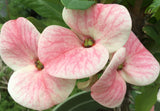 Euphorbia Milii PINK FAIRY Crown of Thorns Corona de Cristo Rare