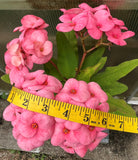 Euphorbia Milii GREAT LEGACY Crown of Thorns Corona de Cristo New Variety