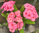 Euphorbia Milii GREAT LEGACY Crown of Thorns Corona de Cristo New Variety