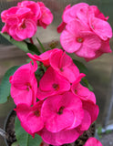 Euphorbia Milii GOOD LUCK Corona de Cristo Corona de Cristo Succulent Tropicals