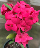 Euphorbia Milii LADY VALENTINE Crown of Thorns Corona De Cristo Poysean Thai Hybrid
