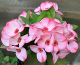 Euphorbia Milii PHAN PAKSAR Crown of Thorns Corona de Cristo