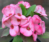 Euphorbia Milii PHAN PAKSAR Crown of Thorns Corona de Cristo
