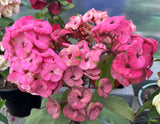 Euphorbia Milii QUEEN OF THOUSAND FLOWERS Crown Of Thorns  Poysean Corona De Cristo