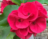 Euphorbia Milii HOR SHAR (Red Pompom) Crown of Thorns Corona de Cristo
