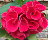 Euphorbia Milii HOR SHAR (Red Pompom) Crown of Thorns Corona de Cristo