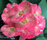 Euphorbia Milii LUCIANA Crown of Thorns  Corona de Cristo Succulent