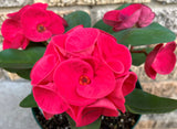 Euphorbia Milii HOR SHAR (Red Pompom) Crown of Thorns Corona de Cristo