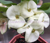 Euphorbia Milii SIAM WHITE Crown of Thorns Corona de Cristo Poysean Succulents Tropicals