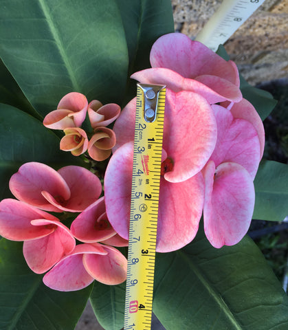 Euphorbia Milii SETHEE MUEANG CHAN Crown of Thorns Corona de Cristo Giant Flowers