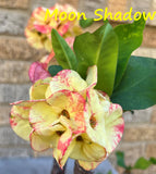 Euphorbia Milii MOON SHADOW Crown of Thorns Corona de Cristo