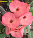 Euphorbia Milii ROMANTIC PINK Crown of Thorns Corona de Cristo