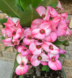 Euphorbia Milii PHAN PAKSAR Crown of Thorns Corona de Cristo
