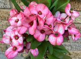 Euphorbia Milii PHAN PAKSAR Crown of Thorns Corona de Cristo