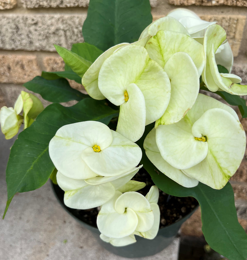 Euphorbia Milii MOONLIGHT JADE Crown of Thorns Corona de Cristo Cactus ...