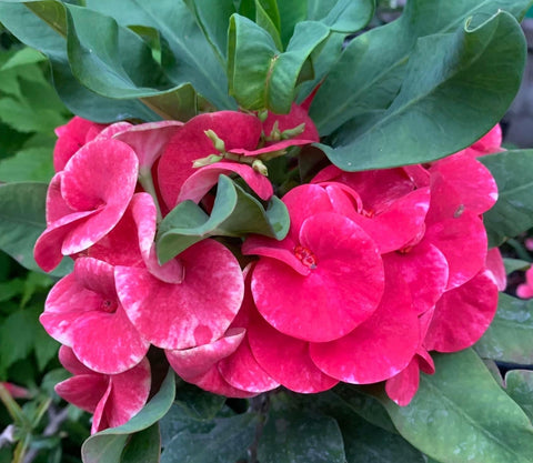 Euphorbia Milii QUEEN OF LUCK Crown of Thorns Corona De Cristo Poysean Thai Hybrid