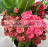 Euphorbia Milii MEE CHOK Crown Of Thorns Plant Corona de Cristo Succulents