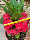 Euphorbia Milii MEE SAB Crown of Thorns Corona De Cristo Poysean Thai Hybrid