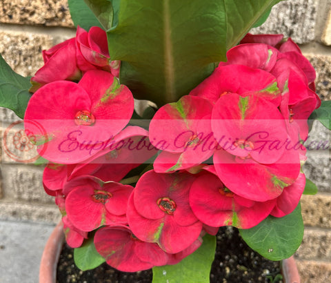 Euphorbia Milii MEE SAB Crown of Thorns Corona De Cristo Poysean Thai Hybrid