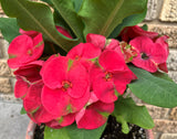 Euphorbia Milii MEE SAB Crown of Thorns Corona De Cristo Poysean Thai Hybrid