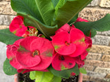 Euphorbia Milii MEE SAB Crown of Thorns Corona De Cristo Poysean Thai Hybrid