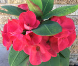 Euphorbia Milii VALENTINA Crown Of Thorns Corona de Cristo