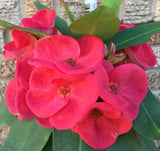 Euphorbia Milii VALENTINA Crown Of Thorns Corona de Cristo