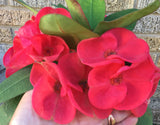 Euphorbia Milii VALENTINA Crown Of Thorns Corona de Cristo