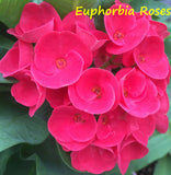 Euphorbia Milii EUPHORBIA ROSES Crown of Thorns Thai Hybrid