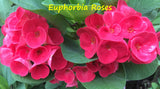 Euphorbia Milii EUPHORBIA ROSES Crown of Thorns Thai Hybrid