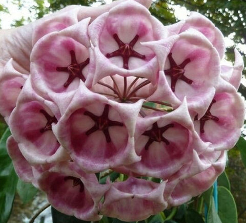 house plant vine with pink flowers Hoya ARCHBOLDIANA Wax Plant/Vine Flor d'Cera Houseplant Scented Bloom – Euphorbia Milii Garden (Crown Of Thorns)