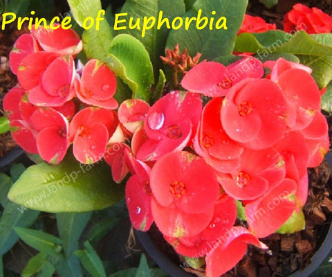 Euphorbia Milii PRINCE OF EUPHORBIA Crown of Thorns Corona De Cristo Cactus Poysean