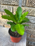 Euphorbia Milii TROPICAL TWIST Crown of Thorns