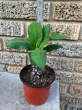 Euphorbia Milii PRINCE OF EUPHORBIA Crown of Thorns Corona De Cristo Cactus Poysean