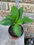 Euphorbia Milii PRINCE OF EUPHORBIA Crown of Thorns Corona De Cristo Cactus Poysean