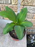 Euphorbia Milii PRINCE OF EUPHORBIA Crown of Thorns Corona De Cristo Cactus Poysean