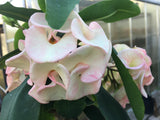 Euphorbia Milii SEXY PINK Crown of Thorns Corona De Cristo Cactus Poysean