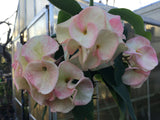 Euphorbia Milii SEXY PINK Crown of Thorns Corona De Cristo Cactus Poysean