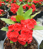 Euphorbia Milii PRINCE OF EUPHORBIA Crown of Thorns Corona De Cristo Cactus Poysean