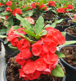 Euphorbia Milii PRINCE OF EUPHORBIA Crown of Thorns Corona De Cristo Cactus Poysean