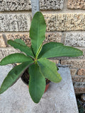 Euphorbia Milii ANGELONA Crown Of Thorns Corona de Cristo Rare